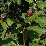 Indian Pokeberry (Phytolacca Acinosa)