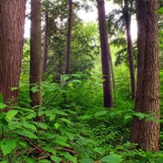 Tionesta Scenic and Research Natural Areas