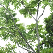 Ailanthus-Like Prickly Ash (Zanthoxylum Ailanthoides)