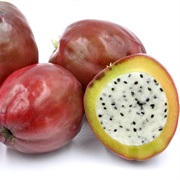 Peruvian Apple Cactus (Cereus Repandus)