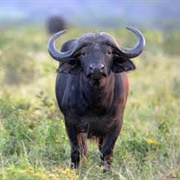 African Buffalo