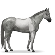 Paint Horse - Dapple Grey Tobiano