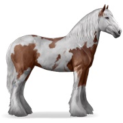 Drum Horse - Bay Tovero