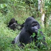 Dja Faunal Reserve, Cameroon