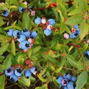 Wild Blueberry