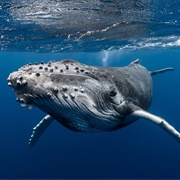 Whale-Watching, French Polynesia