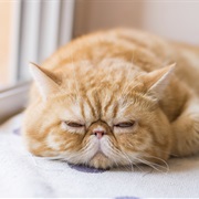 Exotic Shorthair
