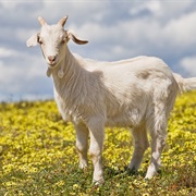 Milked a Goat