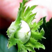 Wild Green Hazelnut