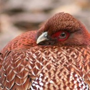 Copper Pheasant