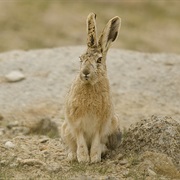 Woolly Hare