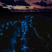 Dive Into Puerto Rico&#39;s Bioluminescent Bay