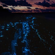 Dive Into Puerto Rico's Bioluminescent Bay