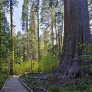 Calaveras Big Trees State Park, California