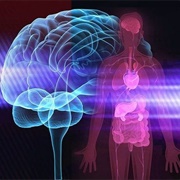 Mastering the Mind-Body Connection