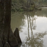 Cypress Creek National Wildlife Refuge
