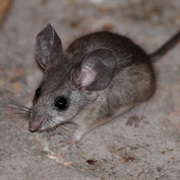 Ixtlán Deer Mouse