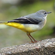 Gray Wagtail