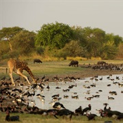 Zakouma National Park, Chad