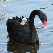 Black Swan