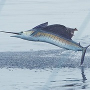 Billfish
