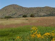Canelo Hills Cienega (Arizona)