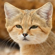 Sand Cat
