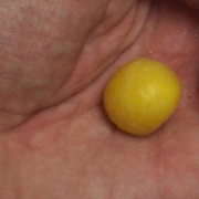 Small-Leaved Tamarind (Diploglottis Campbellii)