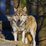 See a Wild Wolf