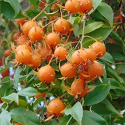 Barbados Gooseberry (Pereskia Aculeata)
