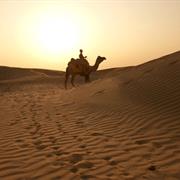 Camel Ride in the Sahara Desert