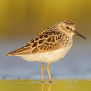 Least Sandpiper