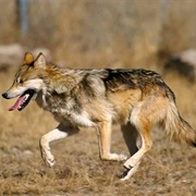 Texas Wolf