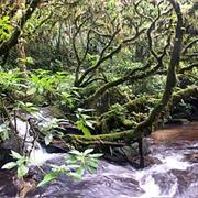 Rainforests of the Atsinanana