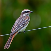 Variegated Flycatcher (Empidonomus Varius)