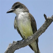Thick-Billed Kingbird