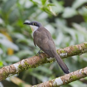Dark-Billed Cuckoo
