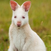 Wallaby