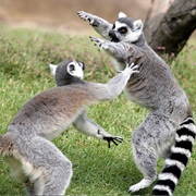 Ring-Tailed Lemur