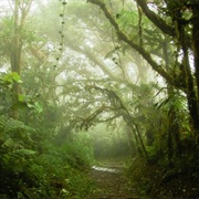 Bosque Nuboso Monteverde