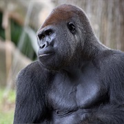 Gorilla