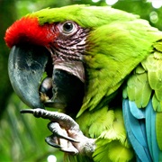 Parrot