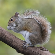 Eastern Gray Squirrel