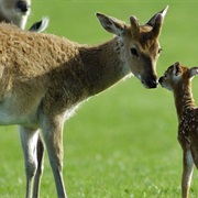 Vietnamese Deer