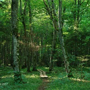 Luknes Hornbeam Woodland (Luknes Skābaržu Audze)