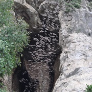 Battambang Bat Caves