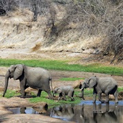 Ruaha NP, Tanzania