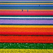 Alkmaar Tulip Filelds, Netherlands