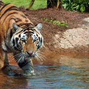 Mike the Tigers Habitat, Baton Rouge