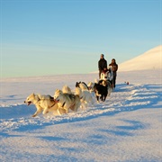 Do a Dogsledding Trip in Greenland